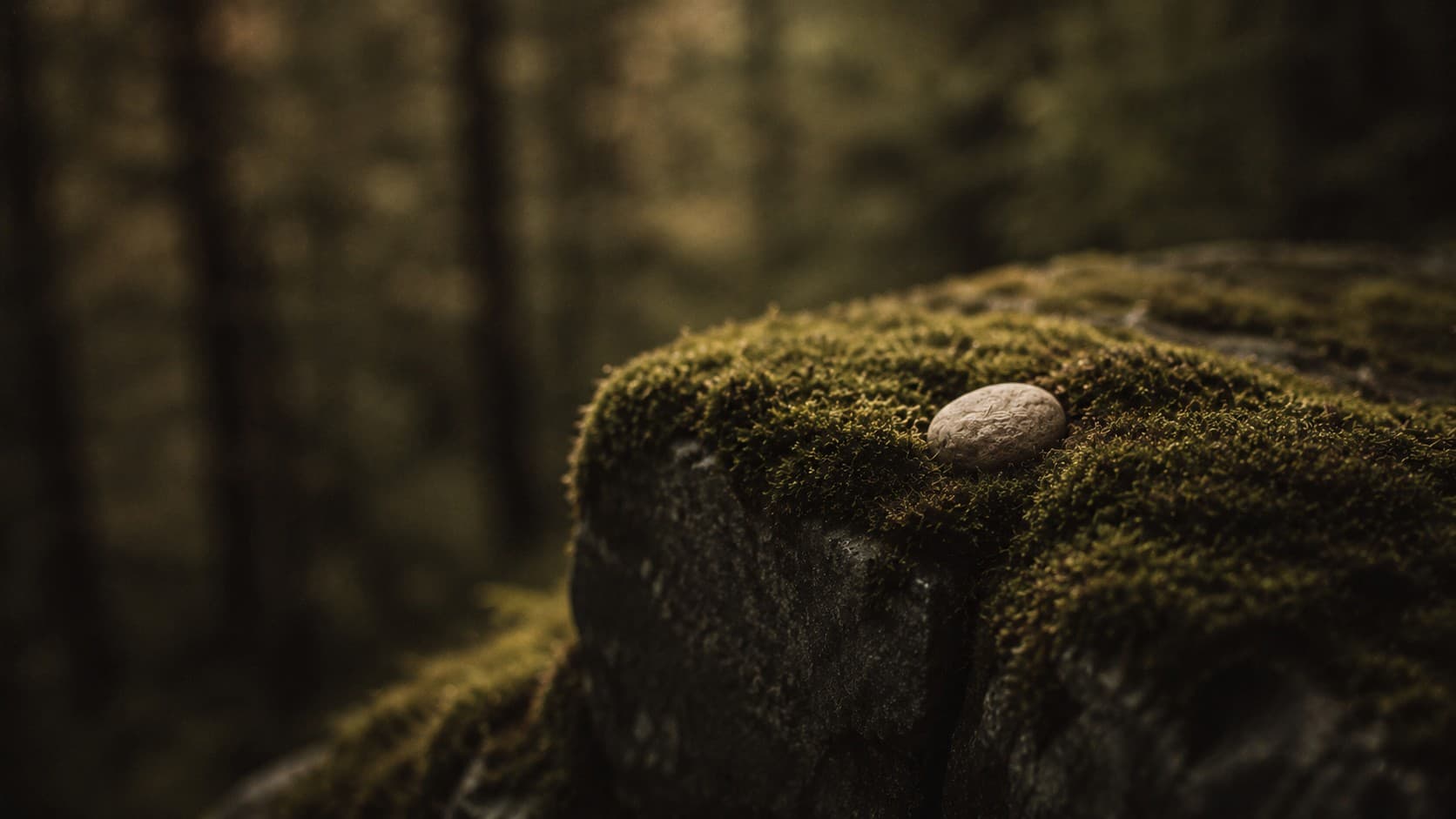 Close-up of a moss-covered stone ledge holding a small off-white pebble, with a softly blurred forest background in muted warm tones.