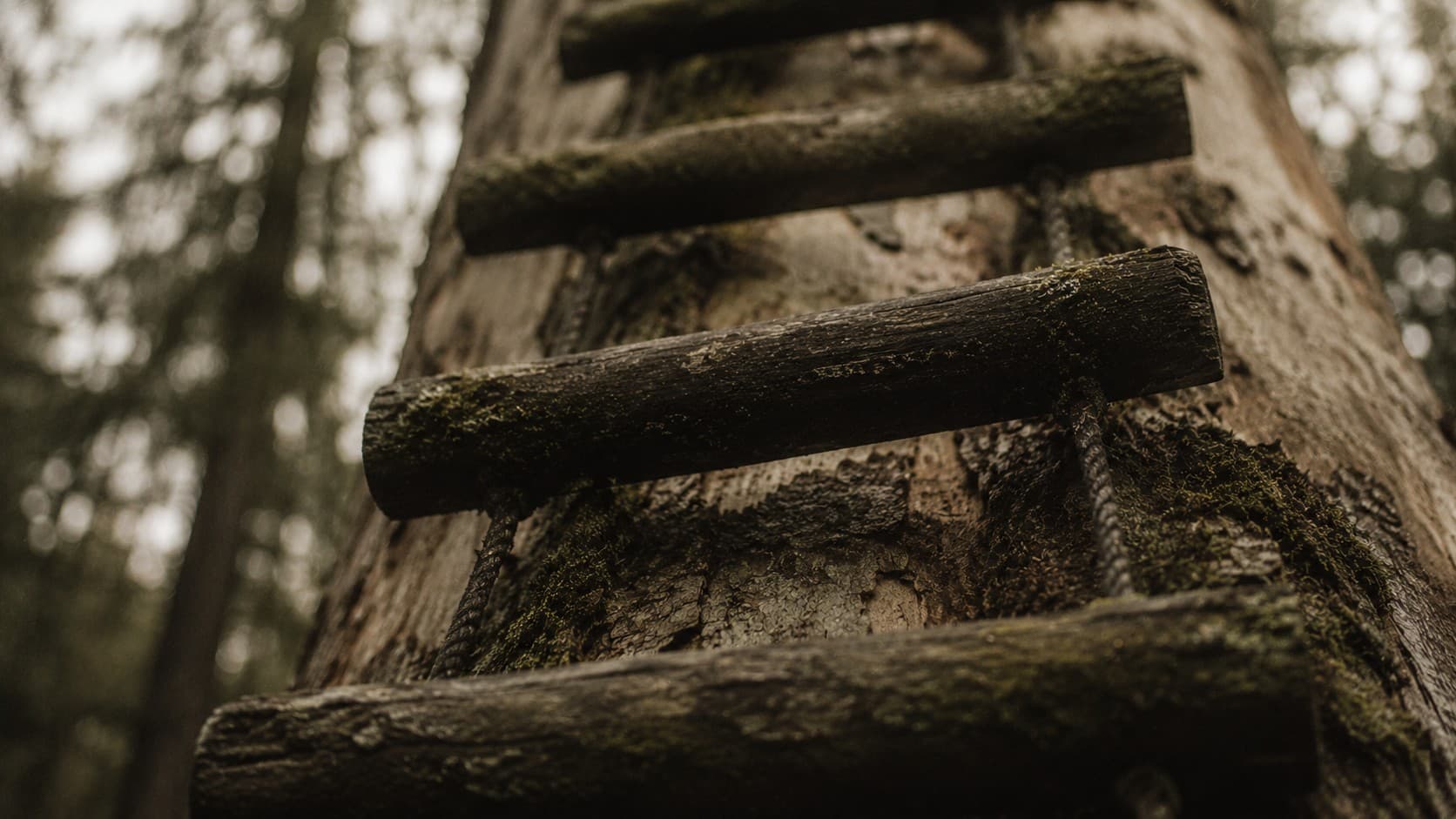 Old wooden ladder rungs attached to a massive tree trunk in a forest, leading upward out of frame under soft morning light.